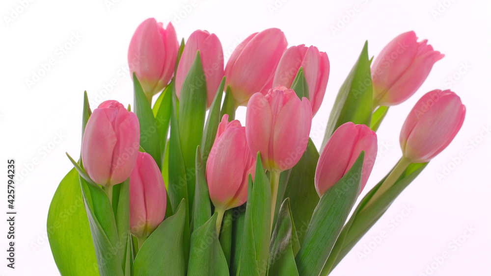 Pink greeting card for Mothers day, Women's Day, 8 March with Pink tulips flowers on white background.