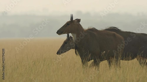 Funny wildlife incident or moment Full shot of male nilgai or blue bull or Boselaphus tragocamelus peeing and other male blue bull crossed him in grassland of tal chhapar sanctuary rajasthan india photo