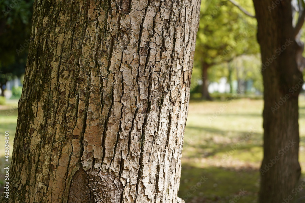 tree in the park 3