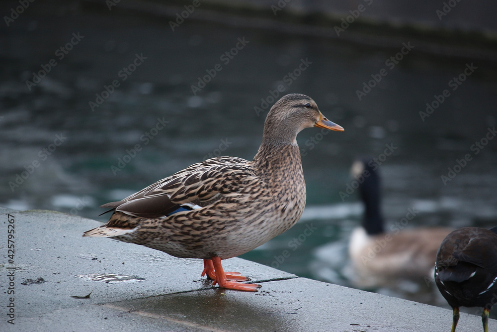 Mallards playing on the water in the river Mallards playing on the water in the river
