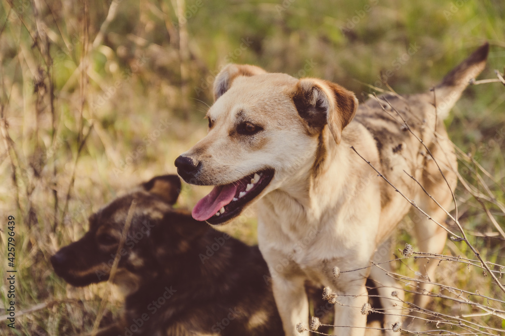 Cute playful white brown dogs or pet is playing and looking around in a park Cute playful white brown dogs or pet is playing and looking around in a park