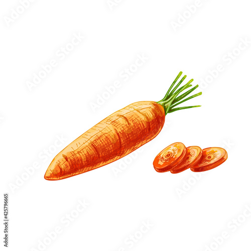 Carrots whole and slice. Vintage hatching color hand drawn illustration