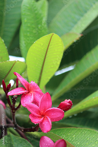 pink flower with water drops