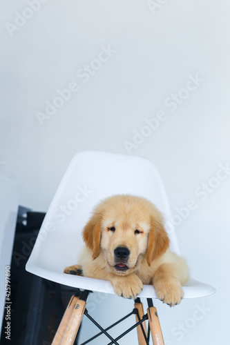 Fototapeta Naklejka Na Ścianę i Meble -  A Golden retriever puppy waiting on white chair.