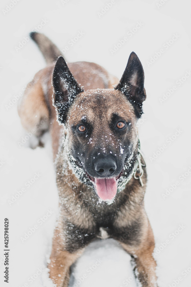 Belgian shepherd dog with a snowy face Belgian shepherd dog with a snowy face