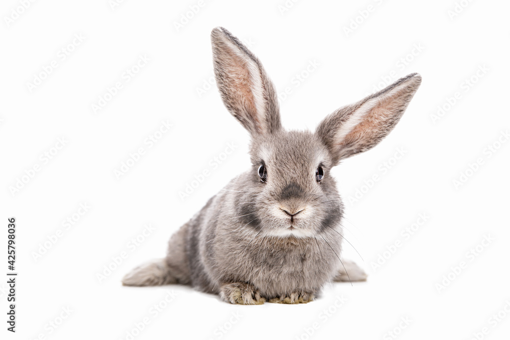 Cute baby bunny with beautiful eyelashes and gray, white fur and beautiful face for background motif or postcard. Calendar. Cute baby bunny with beautiful eyelashes and gray, white fur and beautiful face for background motif or postcard. Calendar.