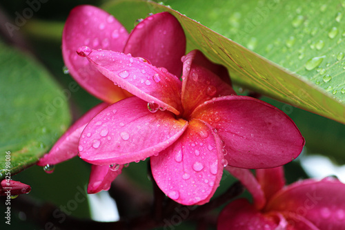 pink flower with water drops