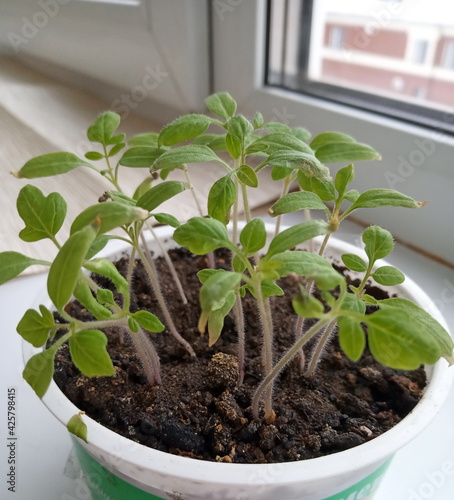 tomato seedlings in a container on the windowsill