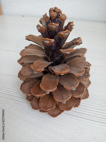 open pine cone macro