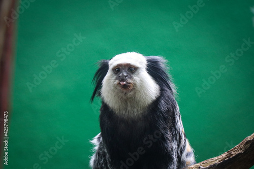 Angry Black-tufted marmoset shouts his dissatisfaction at the whole world. Callithrix penicillata sits on a branch and shows its rage. Species Primates photo