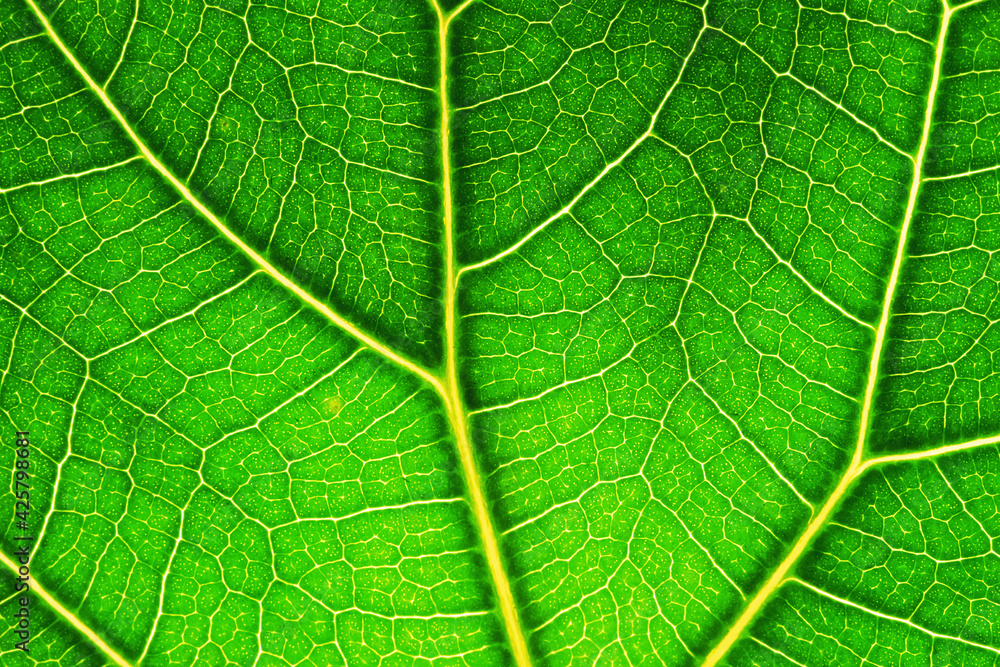 Green Leaf Macro. Textures Of Ficus Green Leaves. Extreme close up texture of green leaf veins. Leaf Vein Skeleton. horizontal green leaf texture for pattern and background. Artwork Green Leaf Macro. Textures Of Ficus Green Leaves. Extreme close up texture of green leaf veins. Leaf Vein Skeleton. horizontal green leaf texture for pattern and background. Artwork