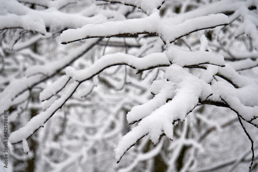 Close up of snow-covered branches after heavy snow Close up of snow-covered branches after heavy snow