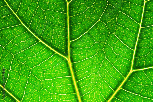 Green Leaf Macro. Textures Of Ficus Green Leaves. Extreme close up texture of green leaf veins. Leaf Vein Skeleton. horizontal green leaf texture for pattern and background. Artwork