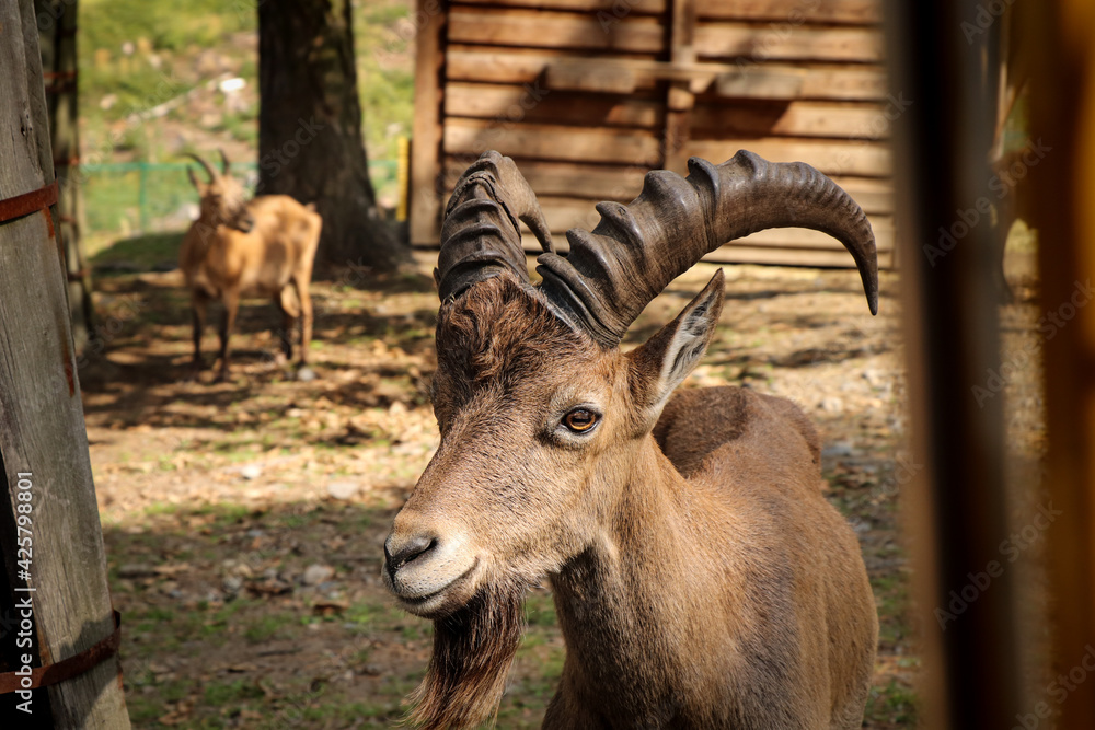 Smiling expression of a brown male domestic goat. Satisfied animal face Capra aegagrus hircus on a nice sunny day. A smart and stubborn animal Smiling expression of a brown male domestic goat. Satisfied animal face Capra aegagrus hircus on a nice sunny day. A smart and stubborn animal
