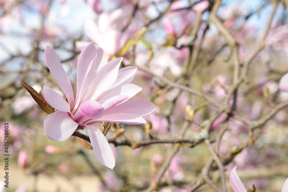 Pink star magnolia 