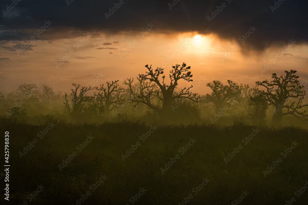 Silhouettes de baobabs en Afrique au petit matin 