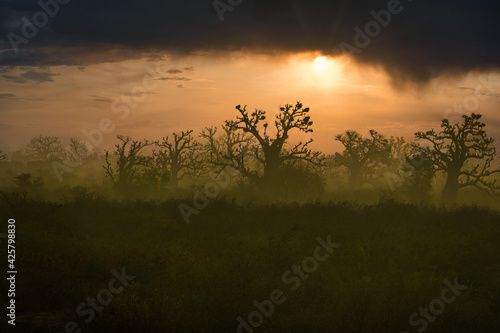 Obraz na plátně Silhouettes de baobabs en Afrique au petit matin