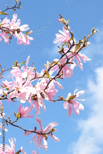 Pink star magnolia 