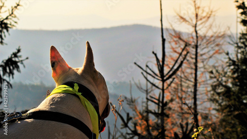 Pies bulterier podziwiający widoki górskie photo