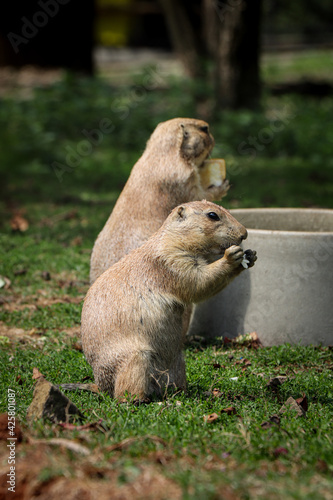 Two of Black-tailed prairie dogs stands on back legs and holds a piece of fruit in its tapes and eats its snack to gain energy for an afternoon fool. Gray Cynomys ludovicianus bites. Funny expression