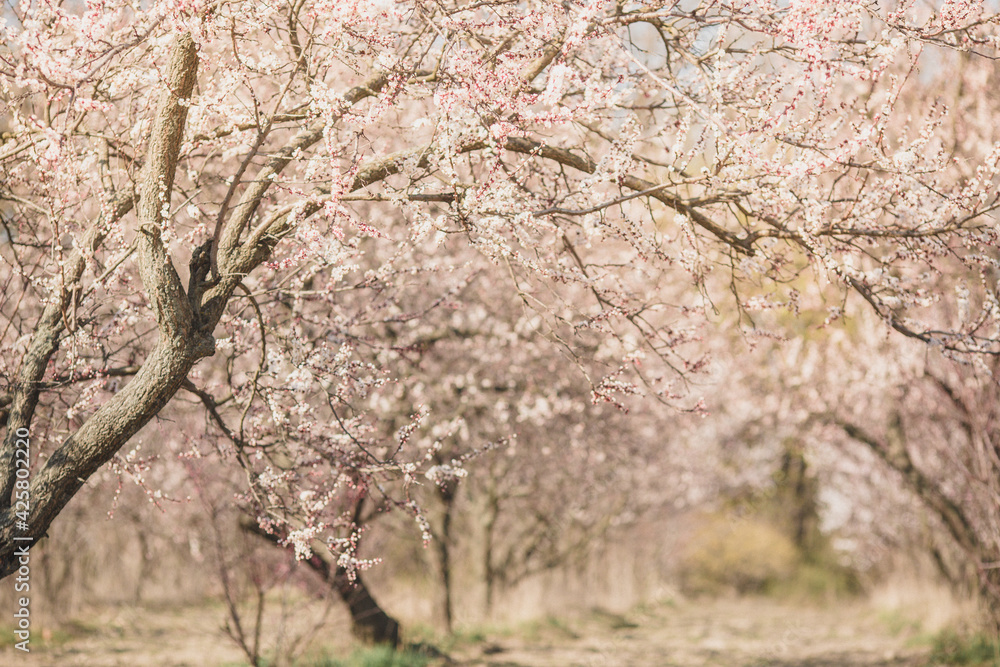 Blooming pink apricot flowers on tree branch Blooming pink apricot flowers on tree branch