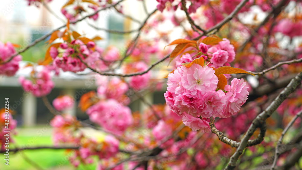 Obraz premium Cherry blossoms bloomed on the river