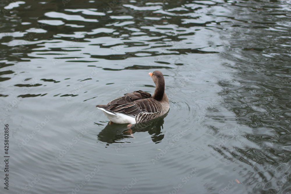 Goose exploring the stores of the river Lea Goose exploring the stores of the river Lea