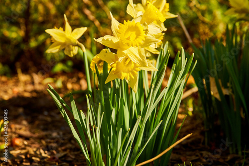 Fototapeta Naklejka Na Ścianę i Meble -  close up of blooming daffodils                               