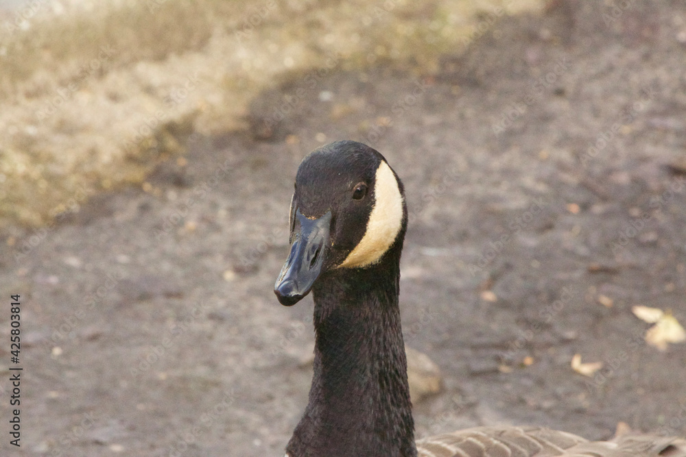 Goose exploring the stores of the river Lea Goose exploring the stores of the river Lea