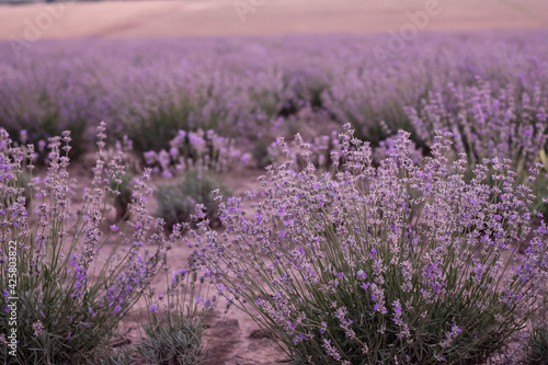 Infinite lavender fields, with purple and violet flowers. Closeup