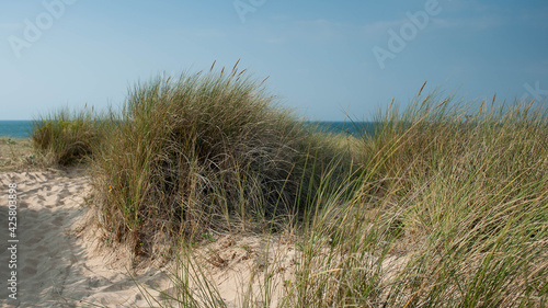 Oyats sur une dune