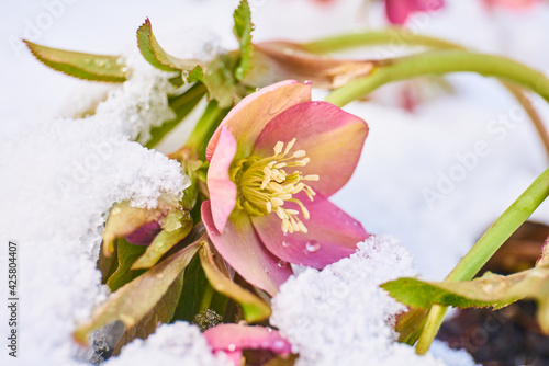 close up of blooming hellebore in snow-covered garden                               