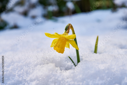close up of blooming daffodil covered in snow                              