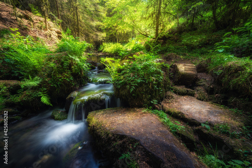 Morning light in german forest