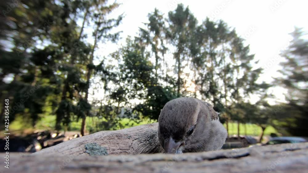 House sparrow female searchs food in front of the garden, summer, gopro fisheye lens, (passer domesticus), germany House sparrow female searchs food in front of the garden, summer, gopro fisheye lens, (passer domesticus), germany