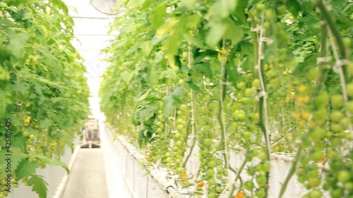 Large bright greenhouse. Cherry tomato plantation. Green fruits on branches - panorama. How cherry tomatoes are grown. Spacious greenhouse with many tomato bushes awaiting harvest.