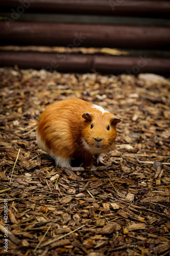 Surprising expression of a red-haired guinea pig looking with its mouth open. domestic cavy stands motionless in his paddock and looks into the lens. ginger Cavia porcellus look at camera