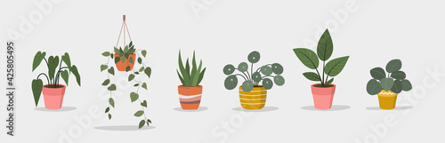 Set of Houseplant in pot isolated. Vector flat style illustration