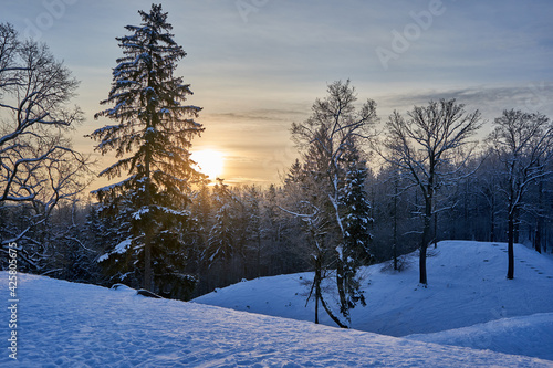 Sunrise in the forest on cold winter day