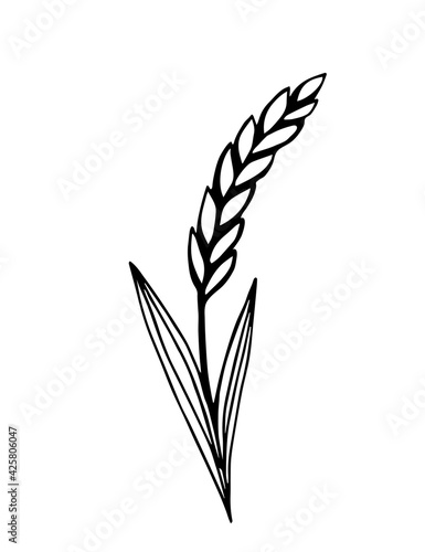 Simple hand-drawn vector drawing in black outline. Wheat spikelet isolated on white background. Cereal, farm crop, flour product, baked goods. For prints, packaging, logo.