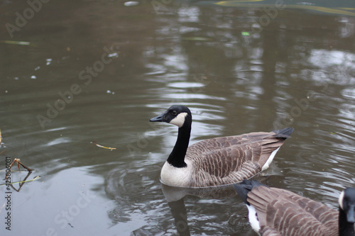 Goose exploring the stores of the river Lea