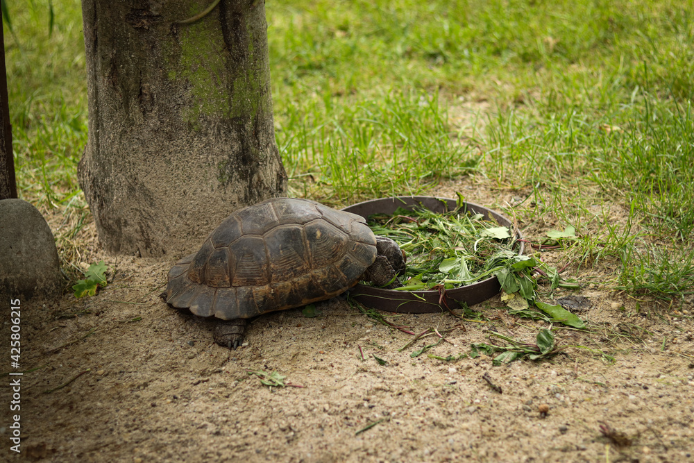Obraz premium Huge African spurred tortoise eats vegetable salad at lunch time. Biodiversity. from behind A huge impregnable carapace peeks out the head of a male