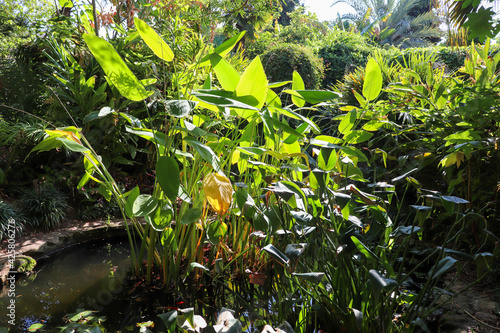 Espagne - Costa Brava - Blanès - Jardin botanique de Marimurtra - Plante d'eau