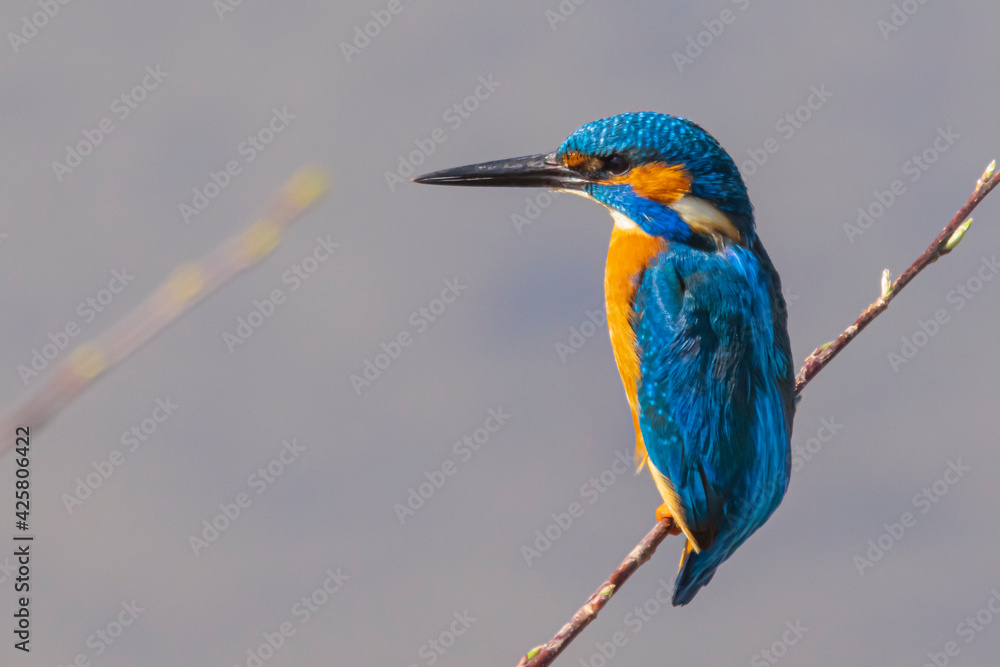 Fototapeta premium eisvogel sitzt auf einem zweig
