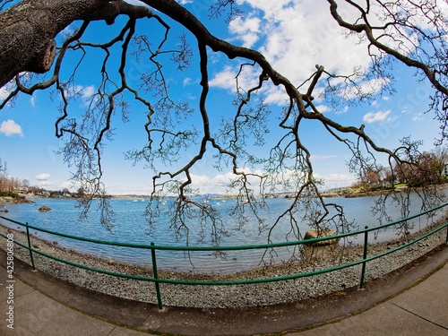 Naked tree branches of unusual shape adorn walkway along Oak Bay seaside in Victoria BC