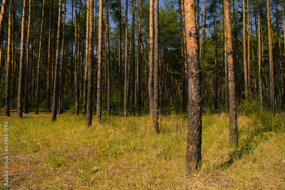 Lots of pine trees in the forest in summer. Landscape and nature Lots of pine trees in the forest in summer. Landscape and nature