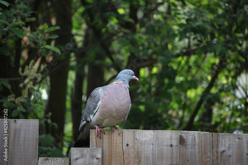 Pigeon escaped into the wild