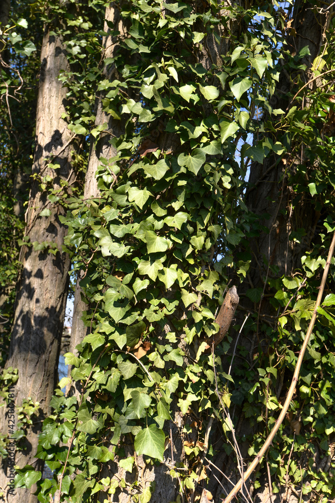 Obraz premium Lierre, hedera helix