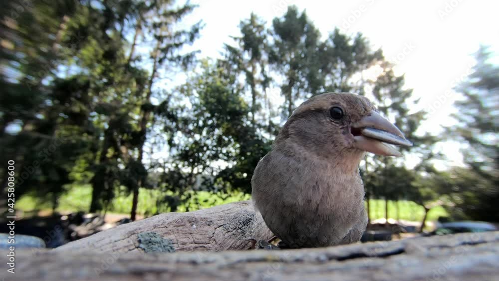 House sparrow female searchs food in front of the garden, summer, gopro fisheye lens, (passer domesticus), germany House sparrow female searchs food in front of the garden, summer, gopro fisheye lens, (passer domesticus), germany