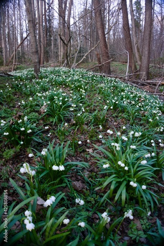 flowers in the forest